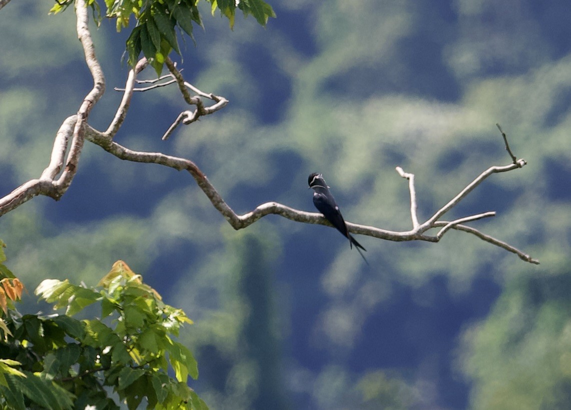 Moustached Treeswift - ML616801391