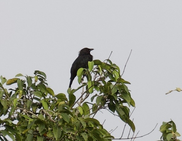 Brown-winged Starling - John Gregory