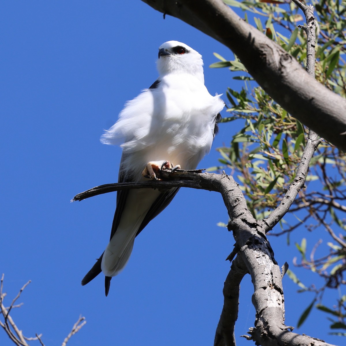 eBird Checklist - 2 Apr 2024 - Jerrabomberra Wetlands Nature Reserve ...