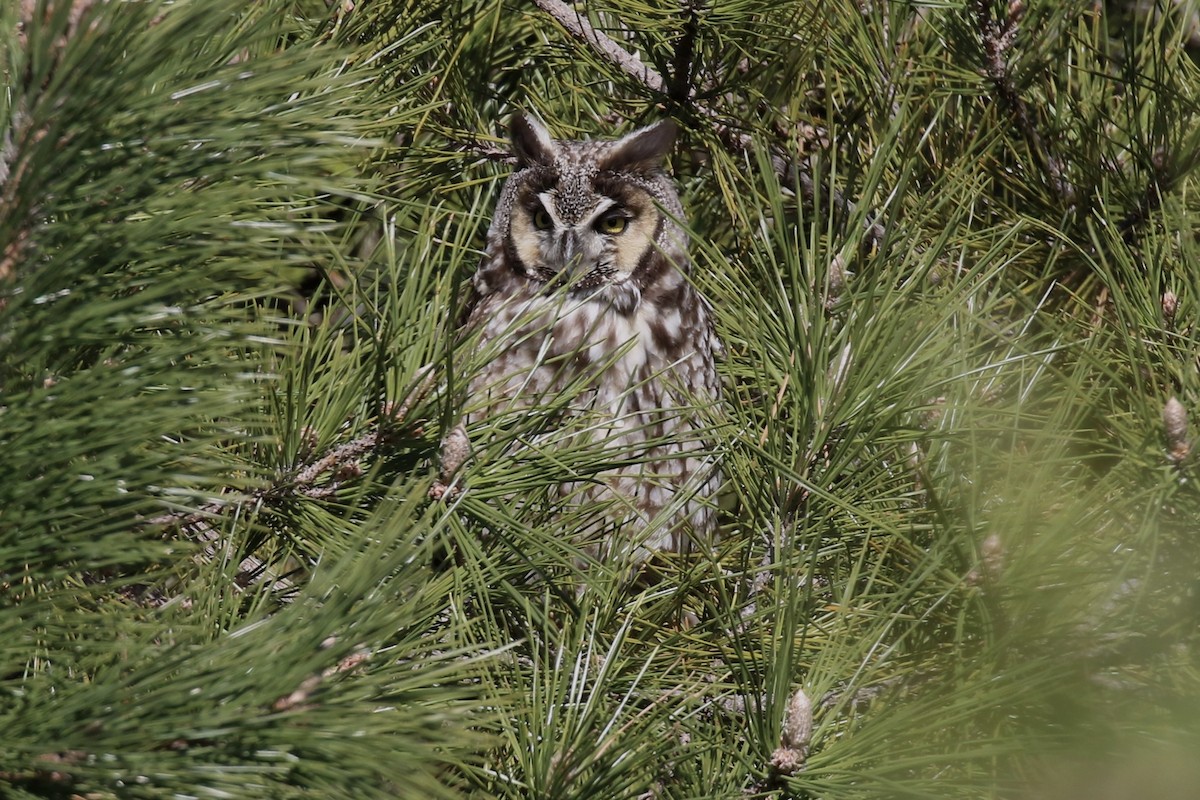 Long-eared Owl - ML616801518