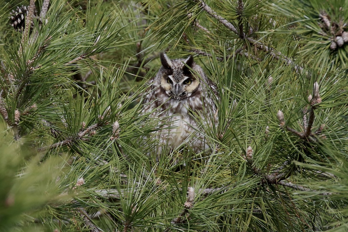 Long-eared Owl - Lori Charron