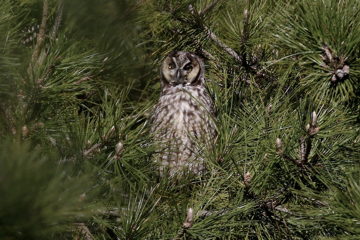 Long-eared Owl - ML616801521