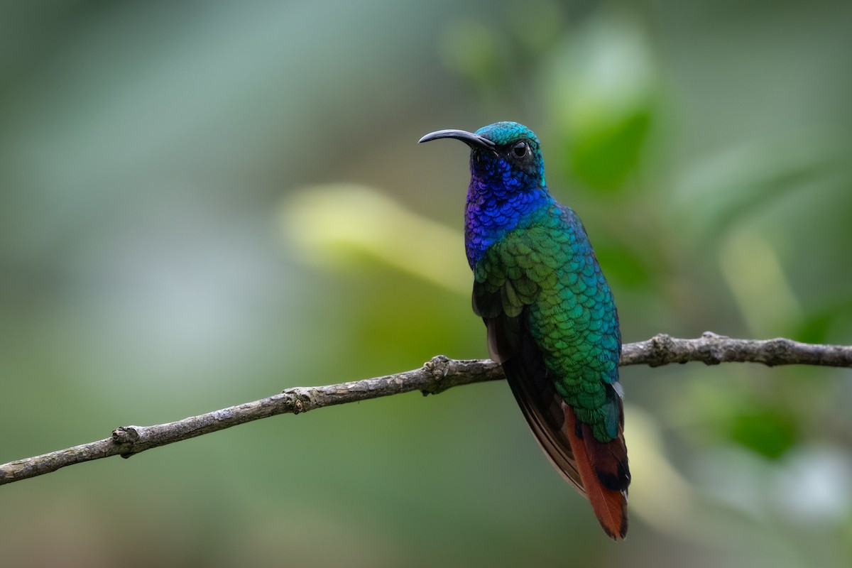 kolibřík azurovoprsý - ML616801575