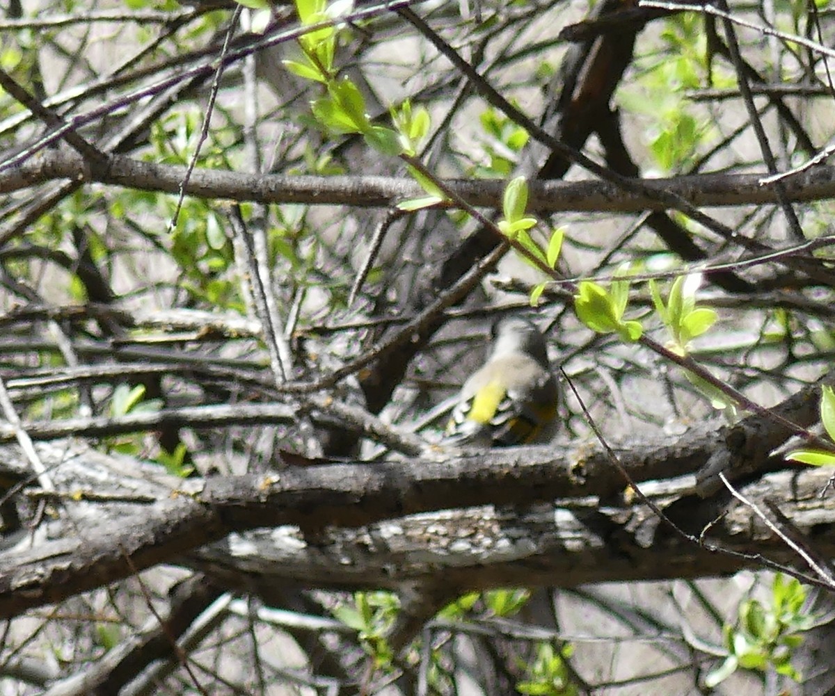 Lawrence's Goldfinch - ML616801633