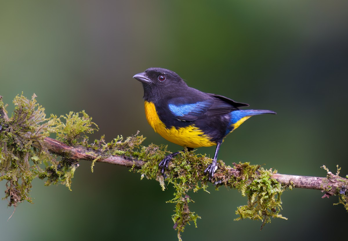 Black-and-gold Tanager - Jean Bonilla