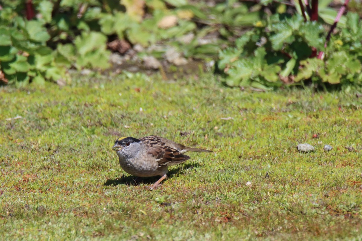 Golden-crowned Sparrow - ML616801711