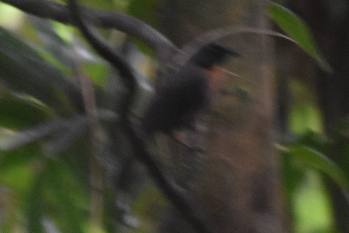 Black-cheeked Ant-Tanager - ML616801907