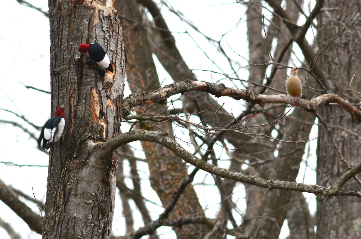 Red-headed Woodpecker - ML616802005