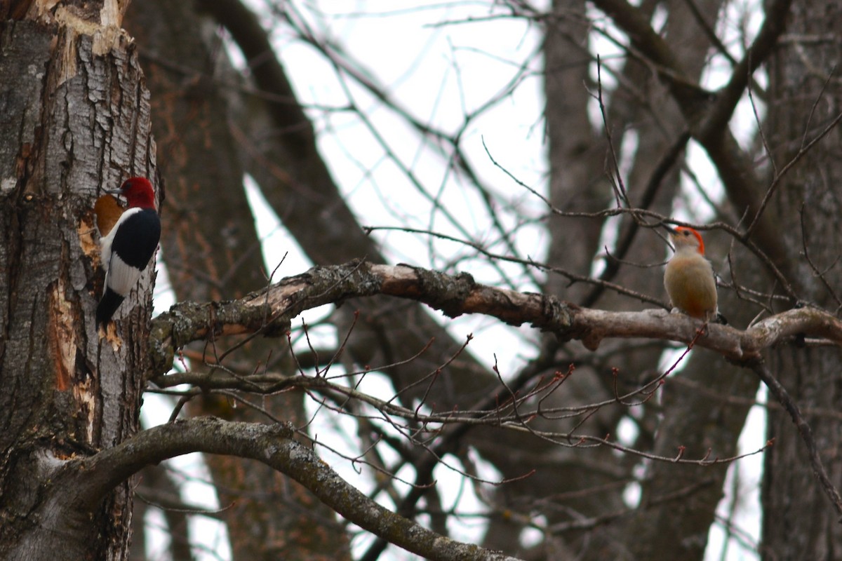Red-headed Woodpecker - ML616802006