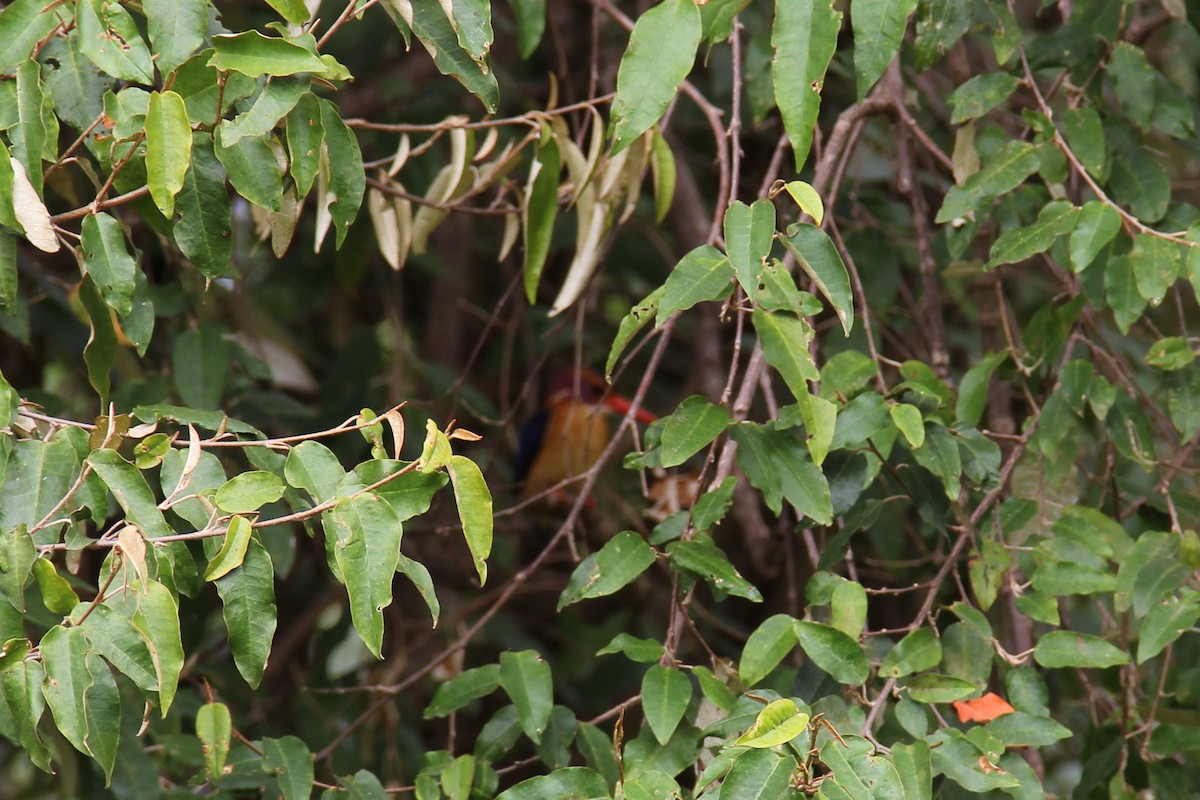 African Pygmy Kingfisher - Dennis Fee