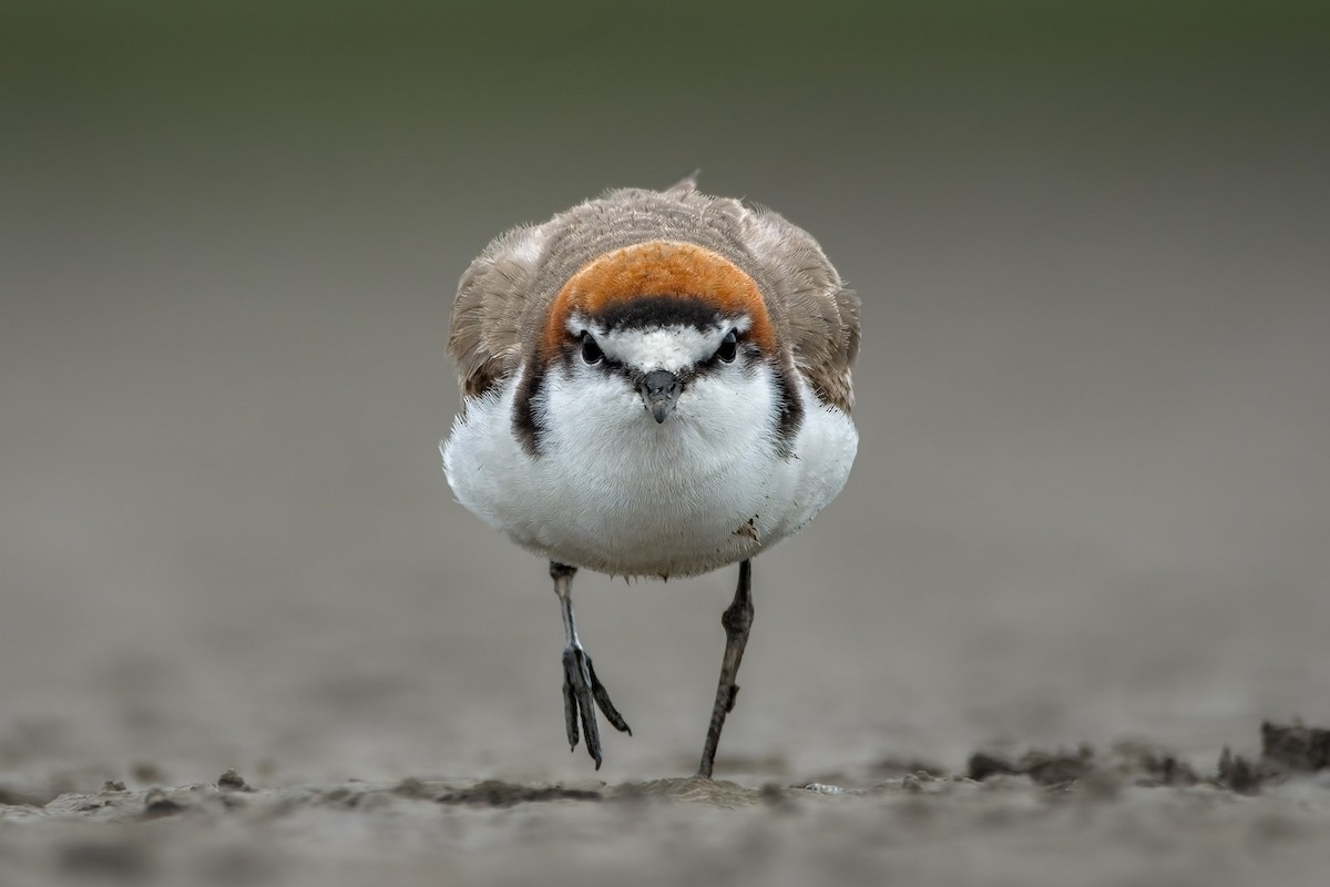 Red-capped Plover - ML616802333
