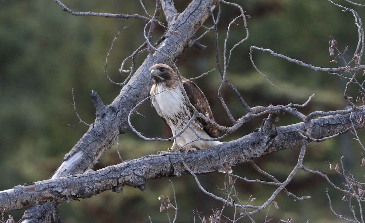 Red-tailed Hawk - ML616802365