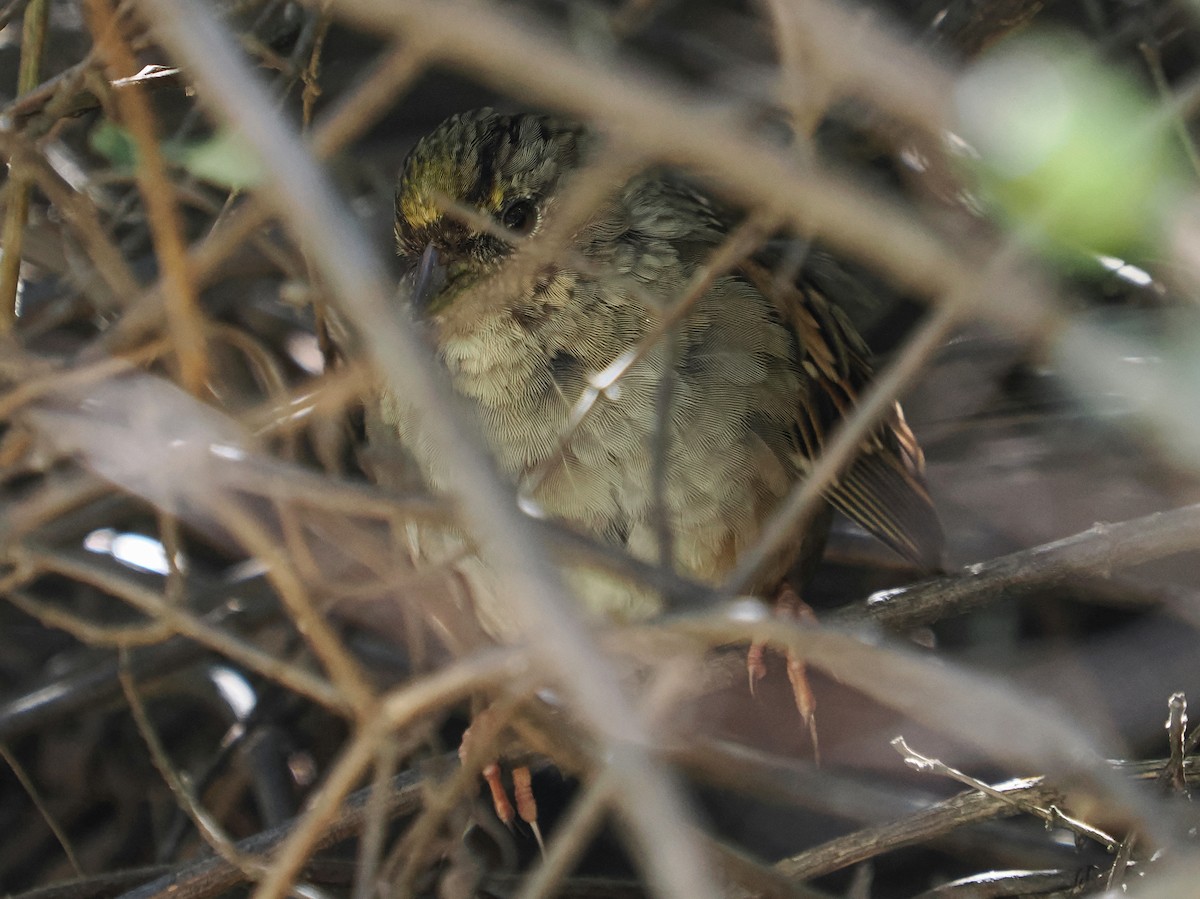 Golden-crowned Sparrow - ML616802393