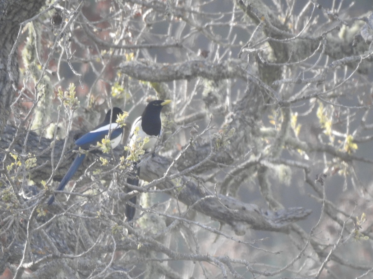 Yellow-billed Magpie - Layton Pace