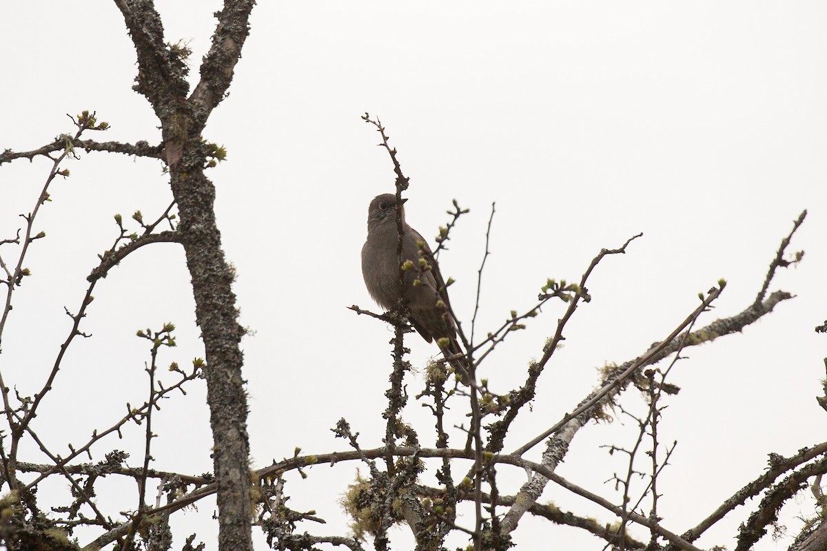 Townsend's Solitaire - ML616802428