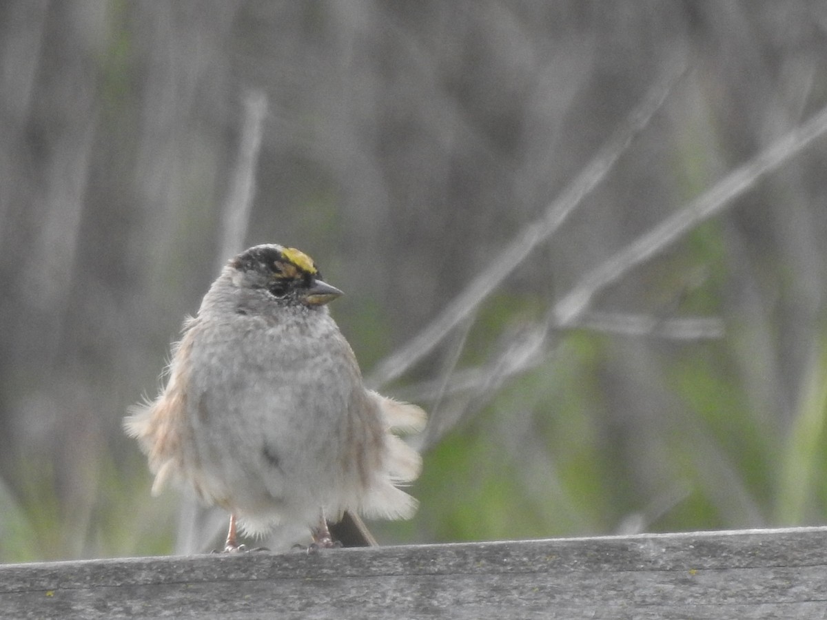 Golden-crowned Sparrow - ML616802429