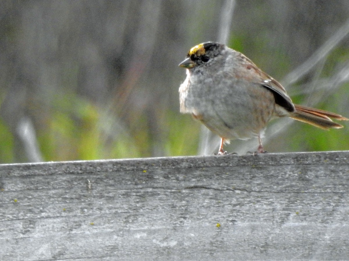 Golden-crowned Sparrow - ML616802430
