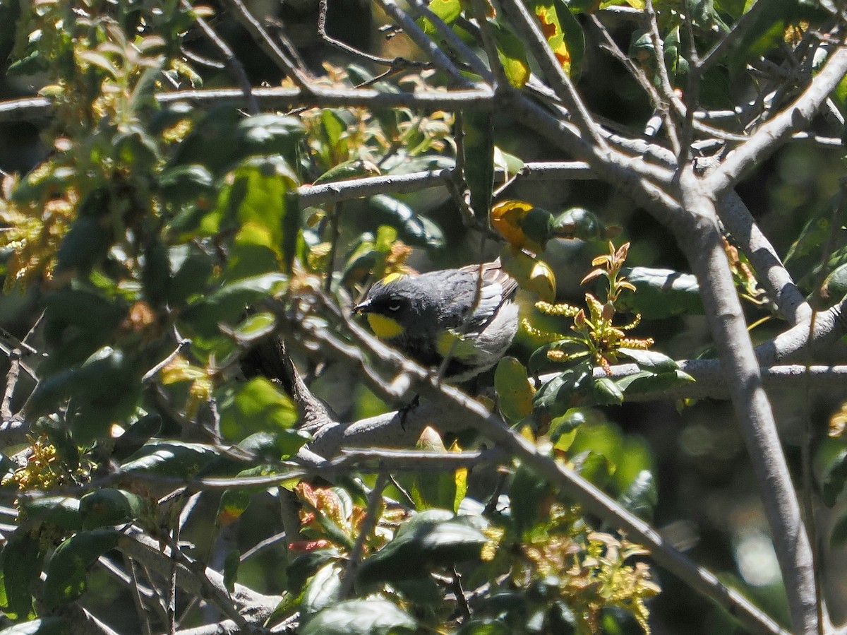 Yellow-rumped Warbler (Audubon's) - ML616802454