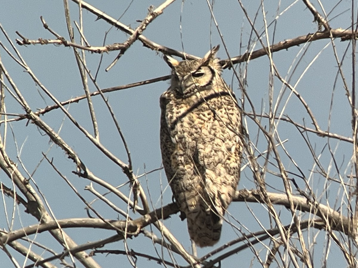 Great Horned Owl - ML616802519