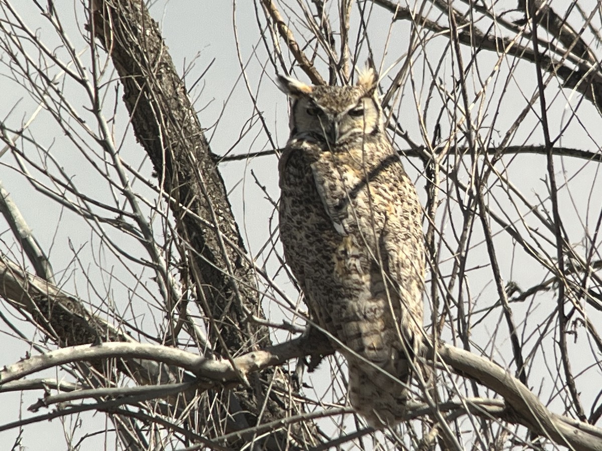 Great Horned Owl - ML616802520