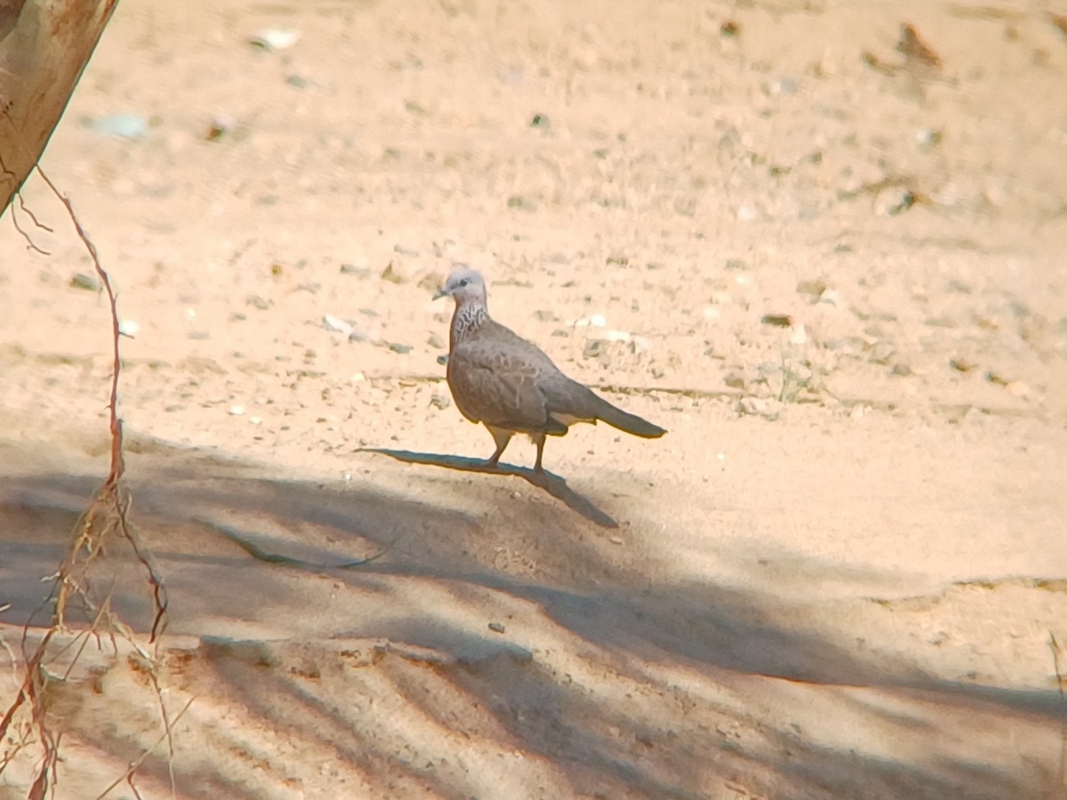 Spotted Dove - Sooraj  Sekhar
