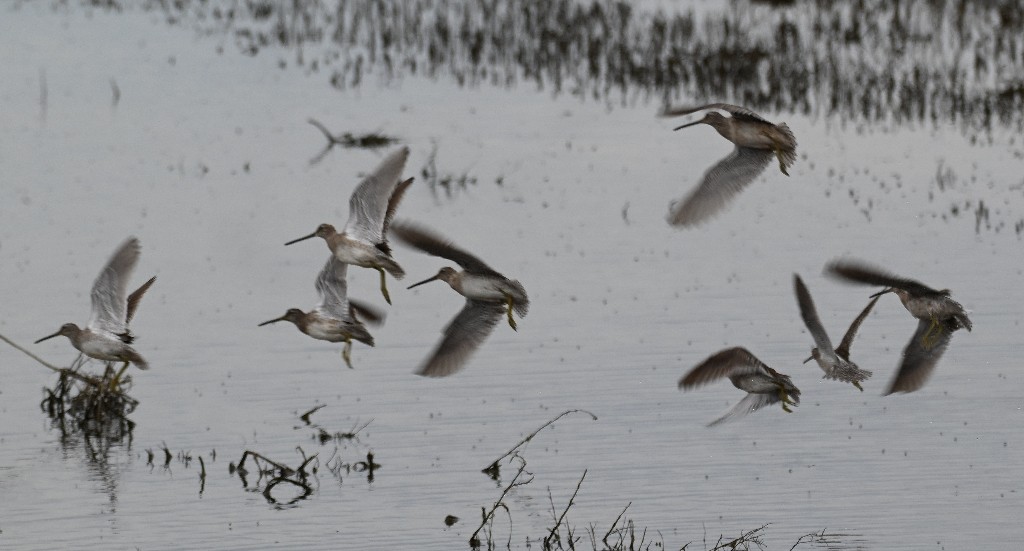 Long-billed Dowitcher - ML616802697