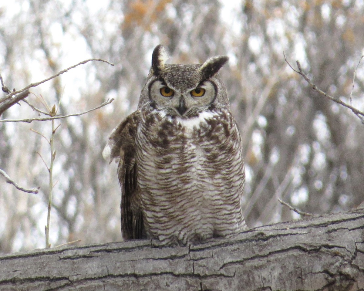 Great Horned Owl - ML616802739