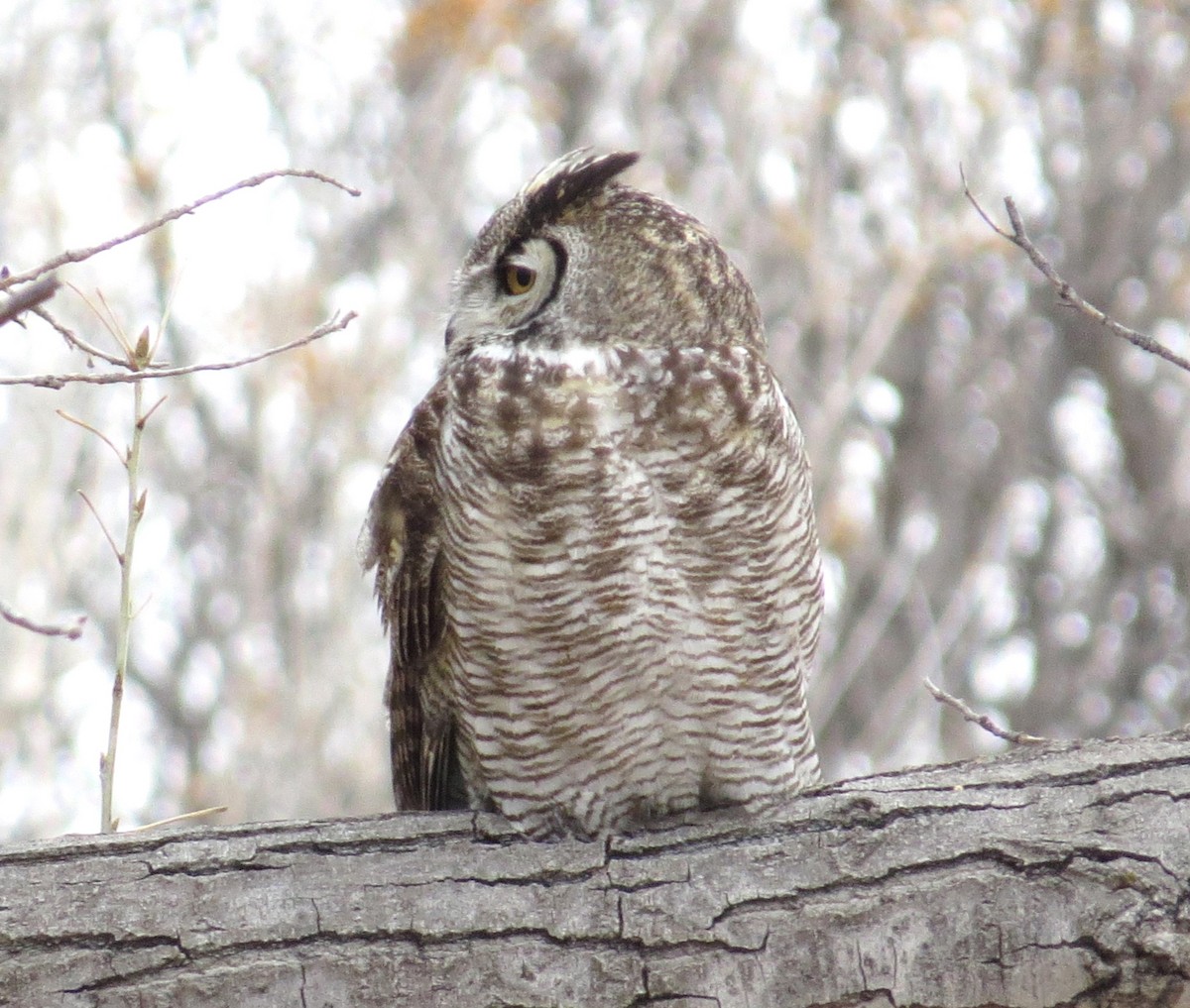 Great Horned Owl - ML616802740
