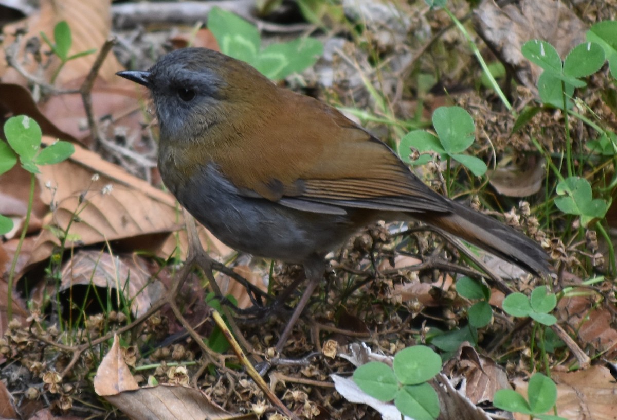 Black-billed Nightingale-Thrush - Konshau Duman