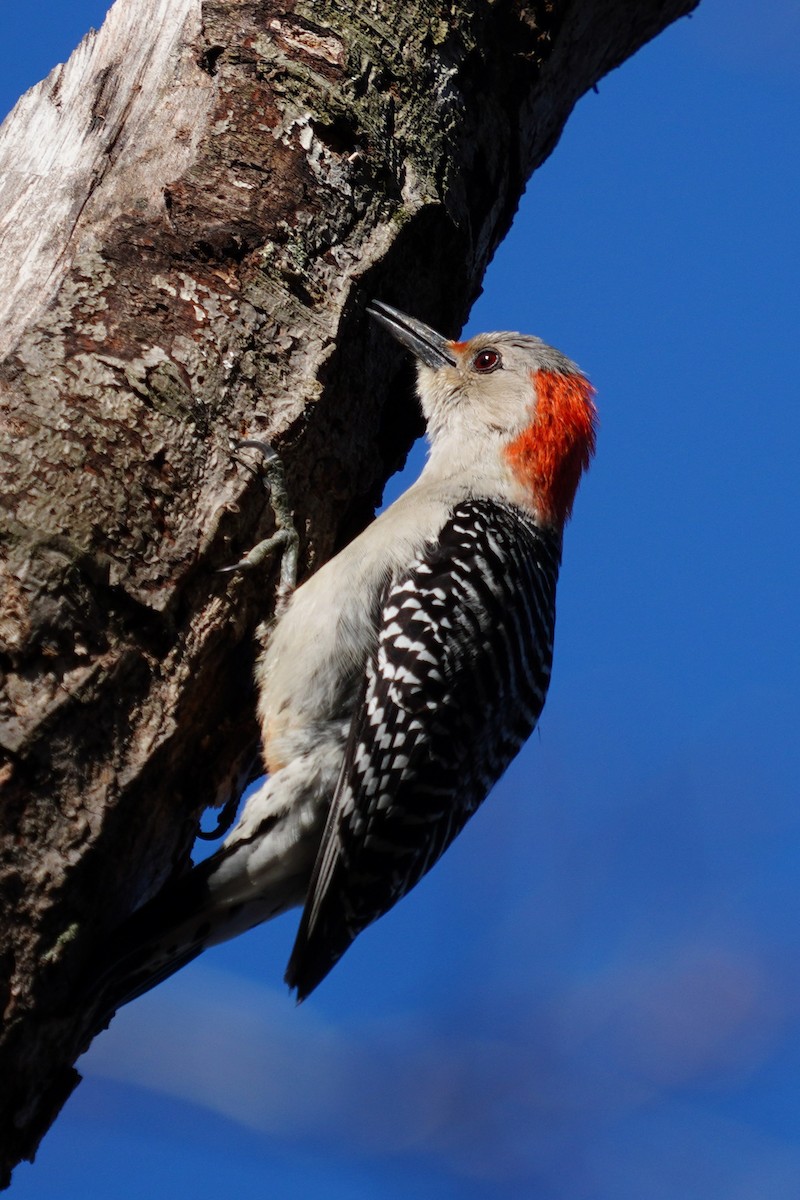 Red-bellied Woodpecker - ML616802890