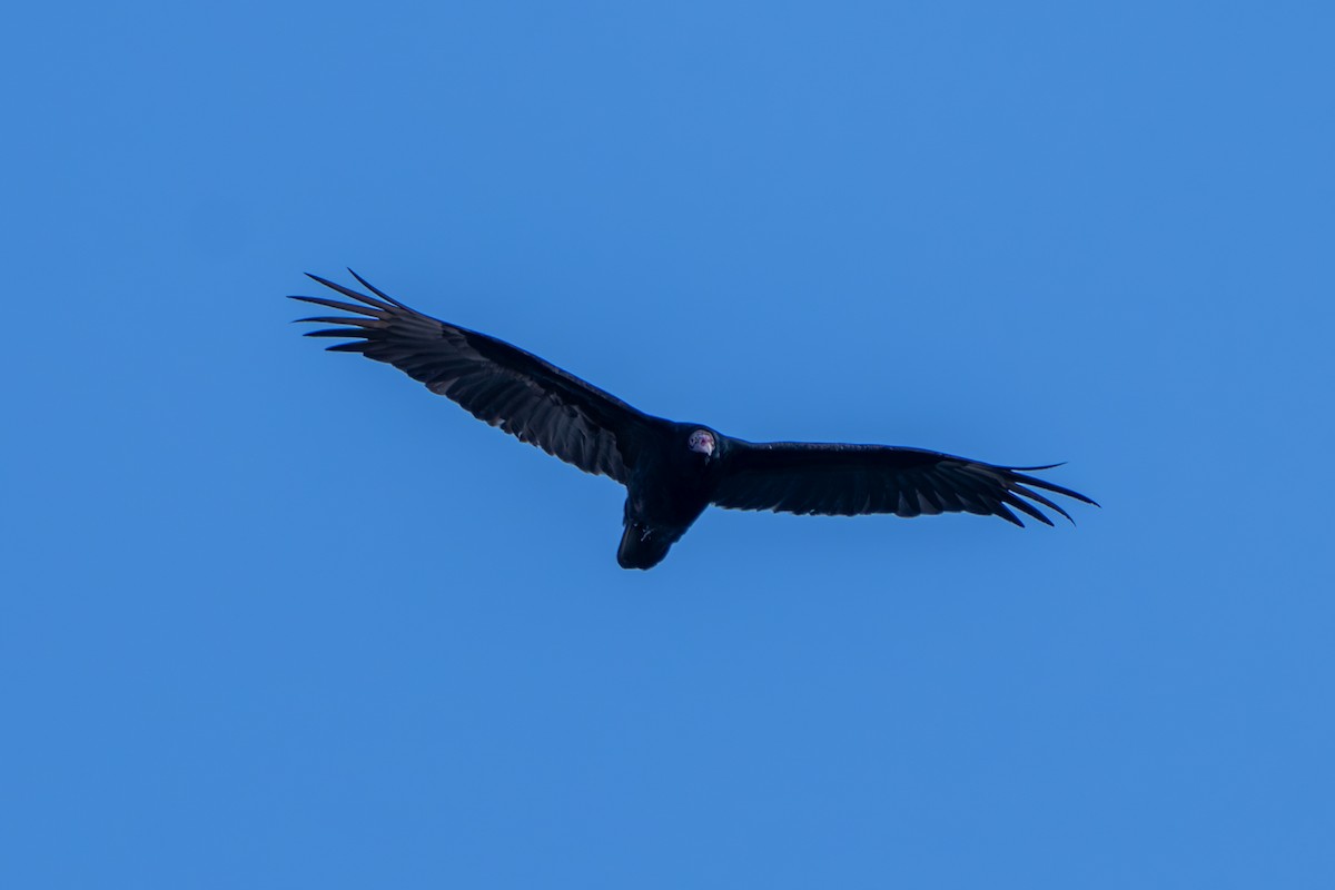 Turkey Vulture - ML616802919