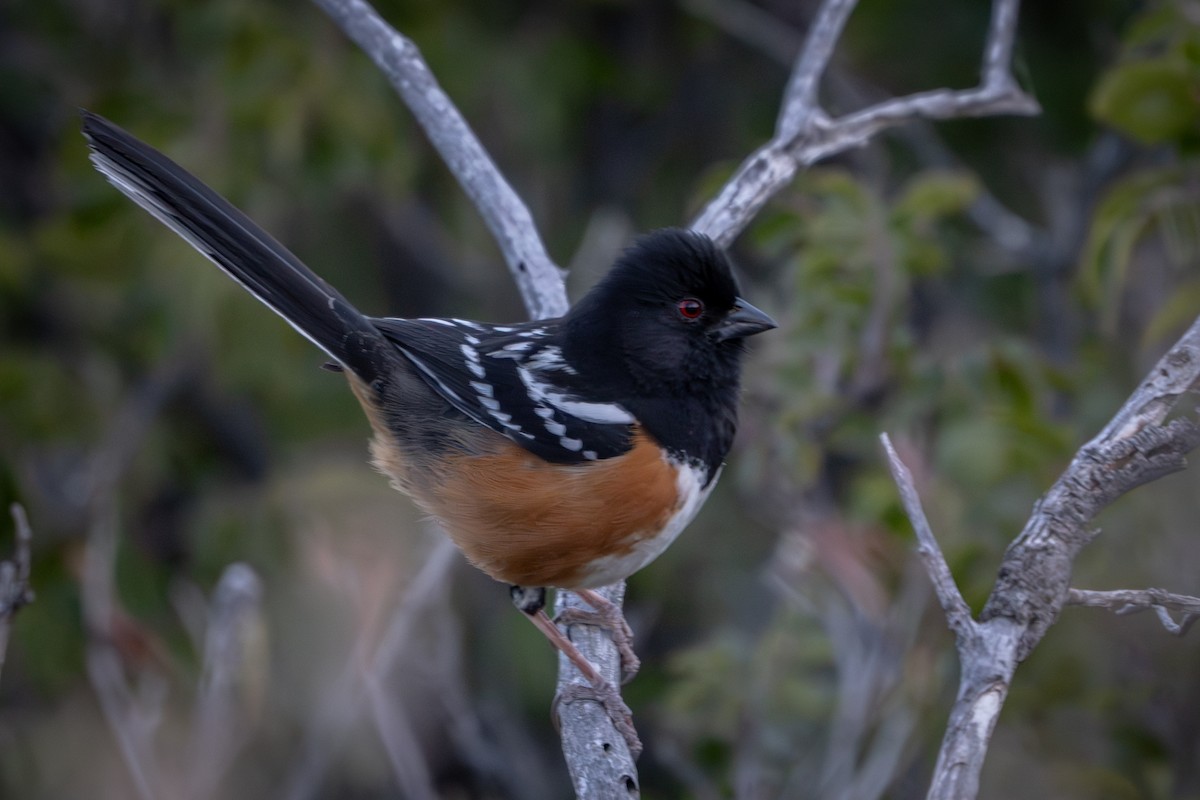 Spotted Towhee - ML616802945
