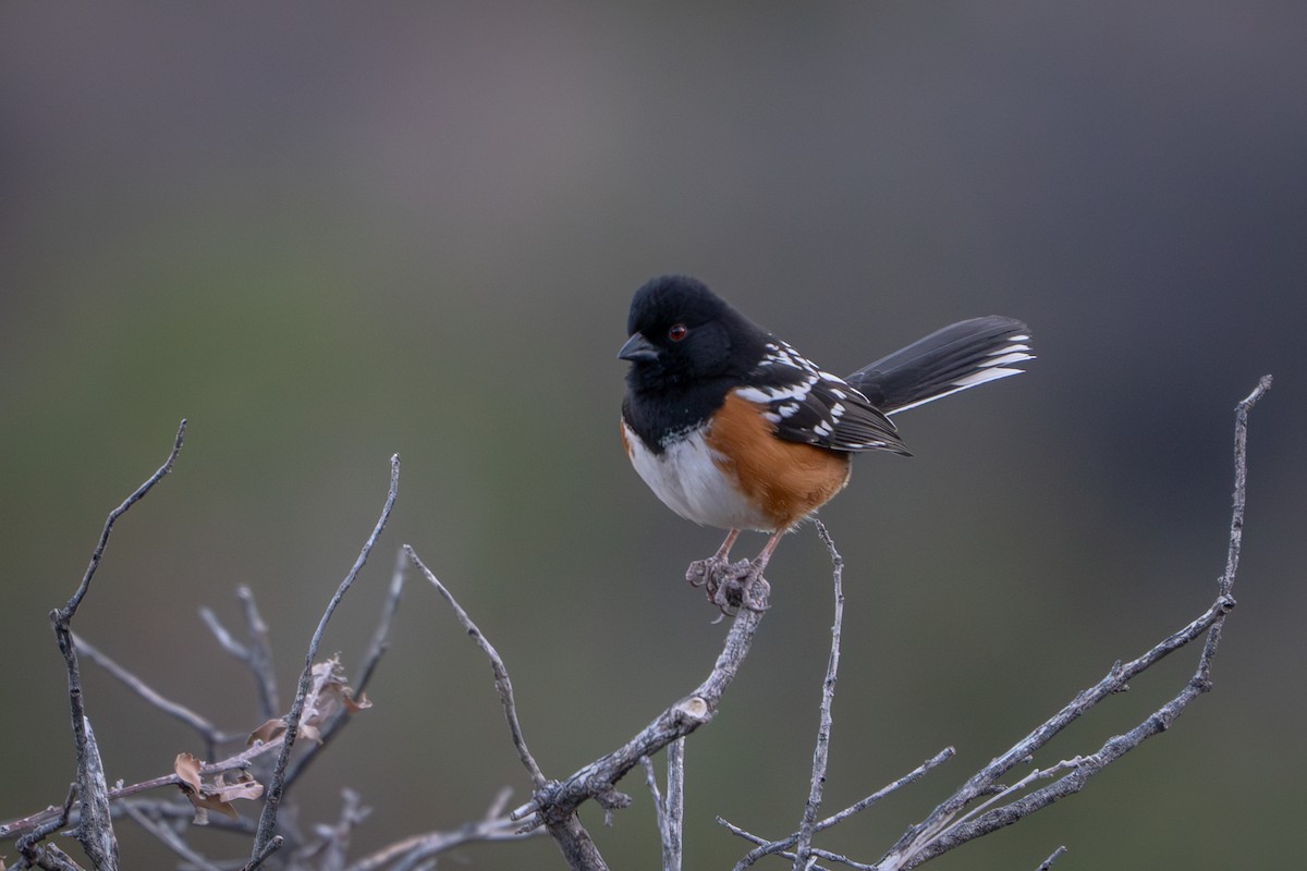 Spotted Towhee - ML616802947