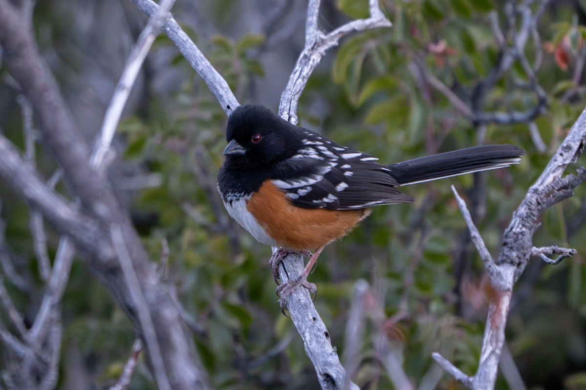 Spotted Towhee - ML616802948
