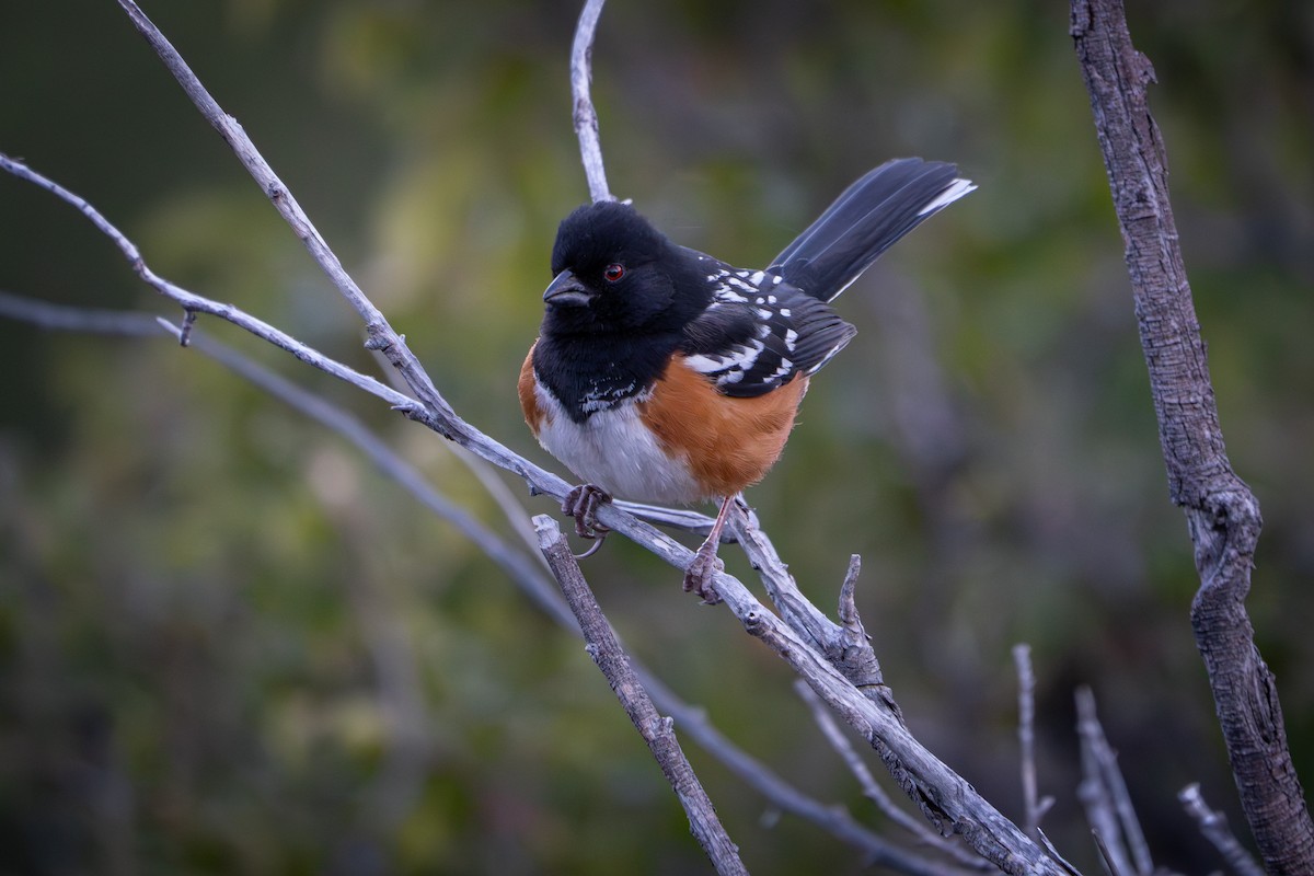 Spotted Towhee - ML616802949