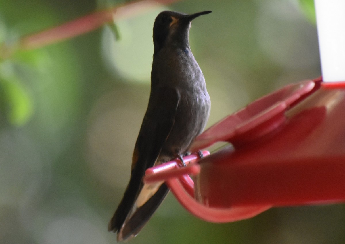 kolibřík fialovouchý - ML616802971