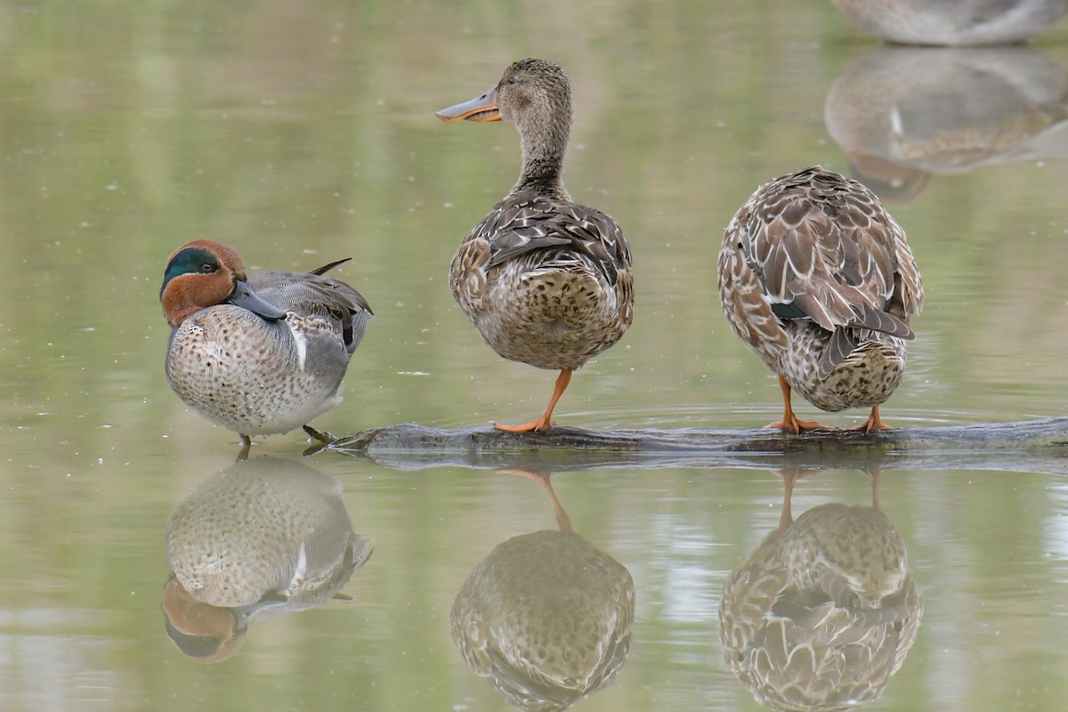 Green-winged Teal - ML616803004