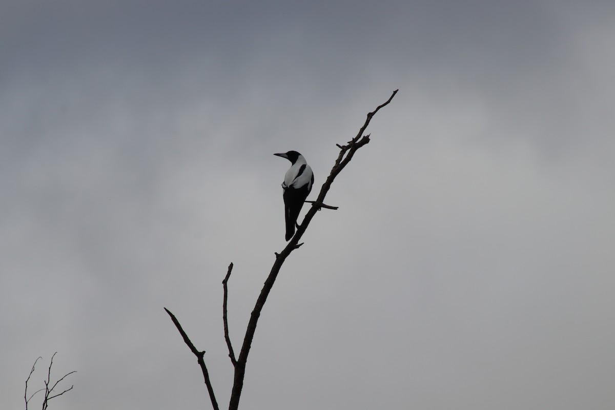 Australian Magpie (White-backed) - Jesse Golden