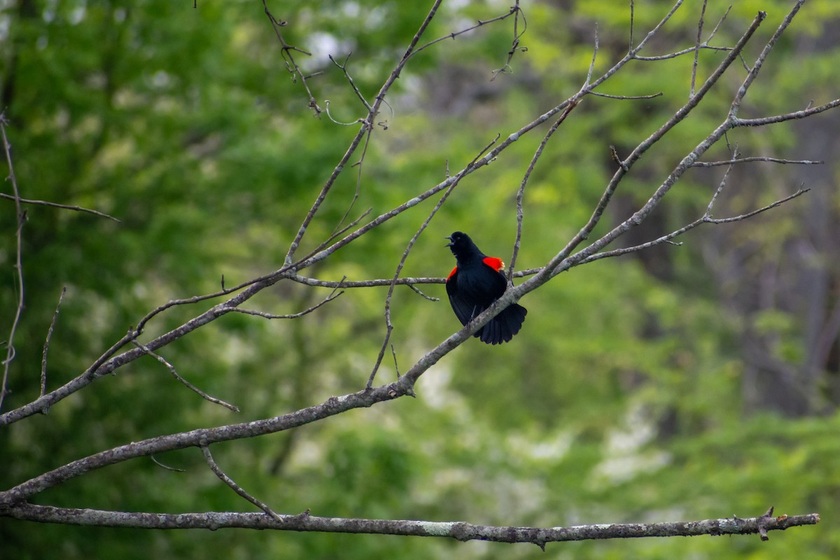 Red-winged Blackbird - ML616803084
