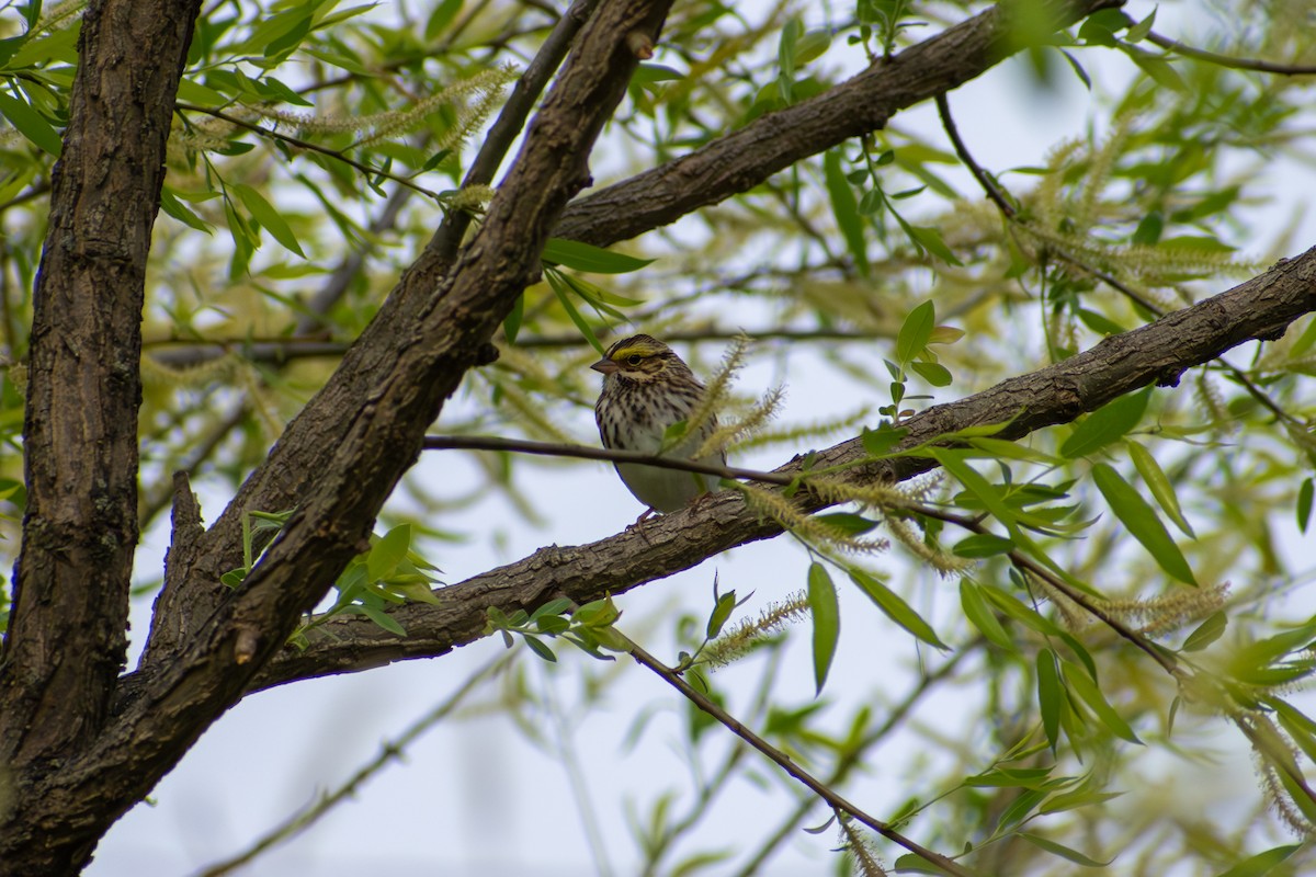 Savannah Sparrow (Savannah) - ML616803086