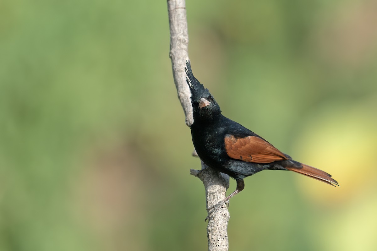 Crested Bunting - ML616803109
