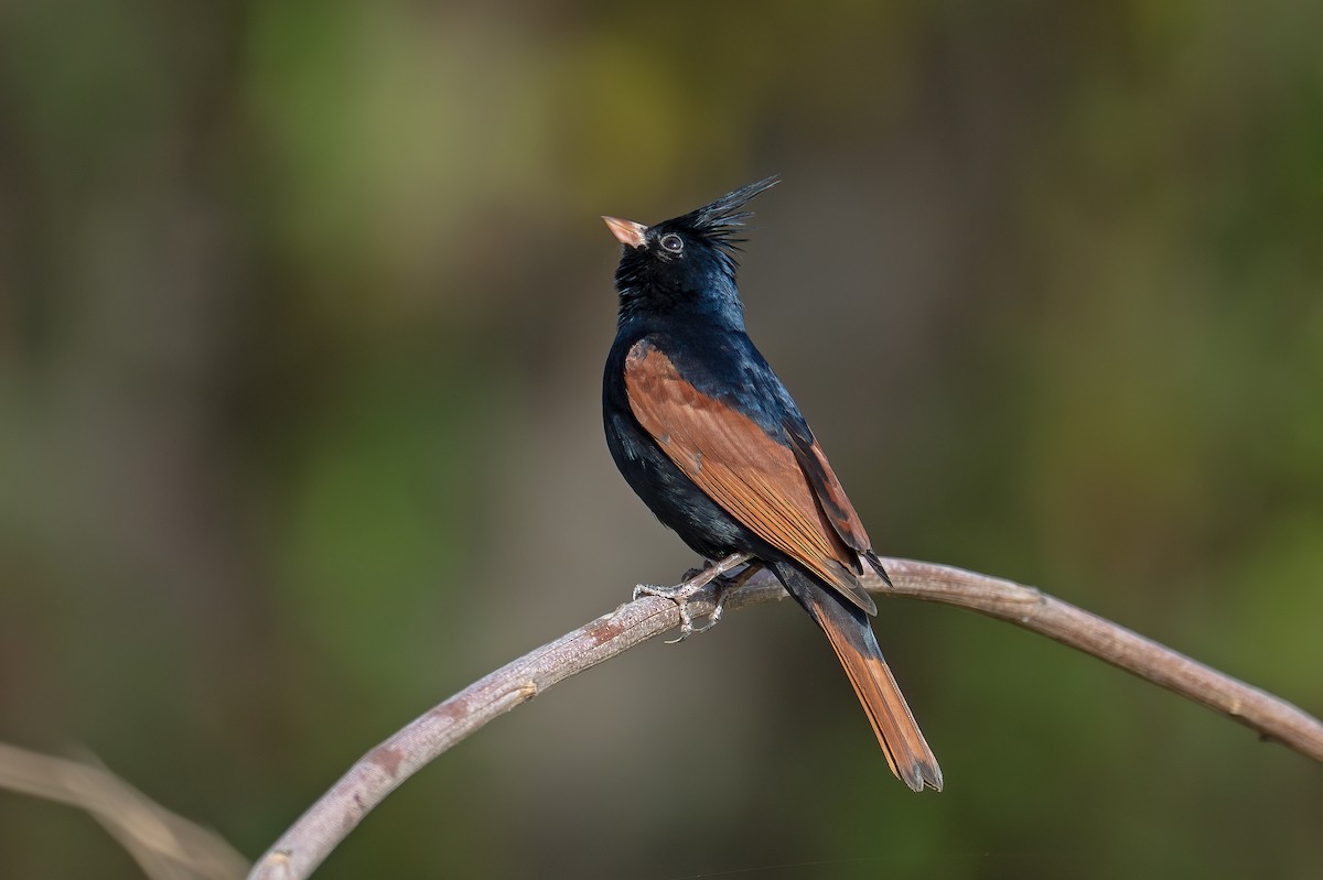 Crested Bunting - ML616803111
