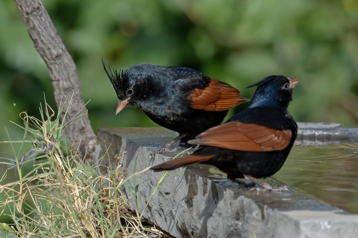 Crested Bunting - ML616803112