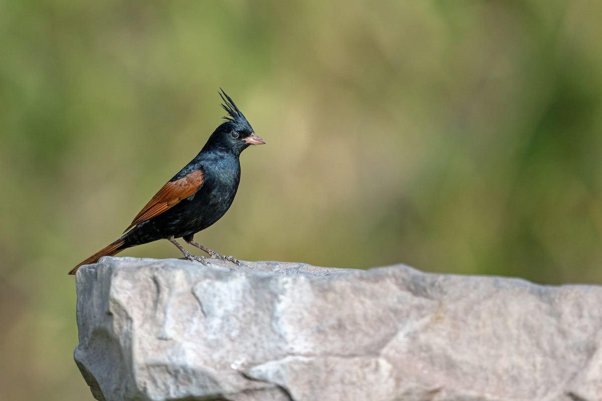 Crested Bunting - ML616803113