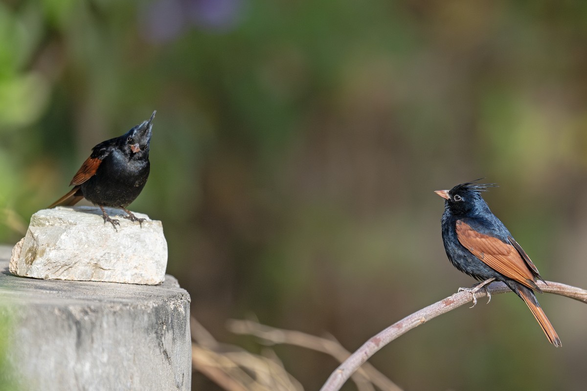 Crested Bunting - ML616803114