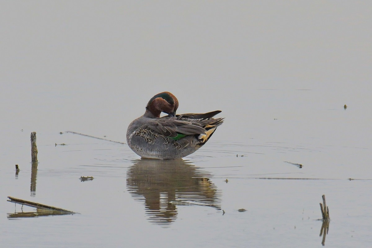 Green-winged Teal - ML616803127