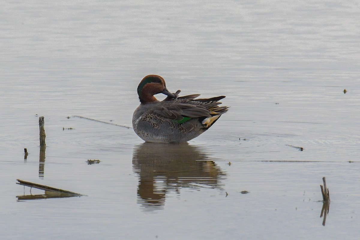 Green-winged Teal - ML616803128