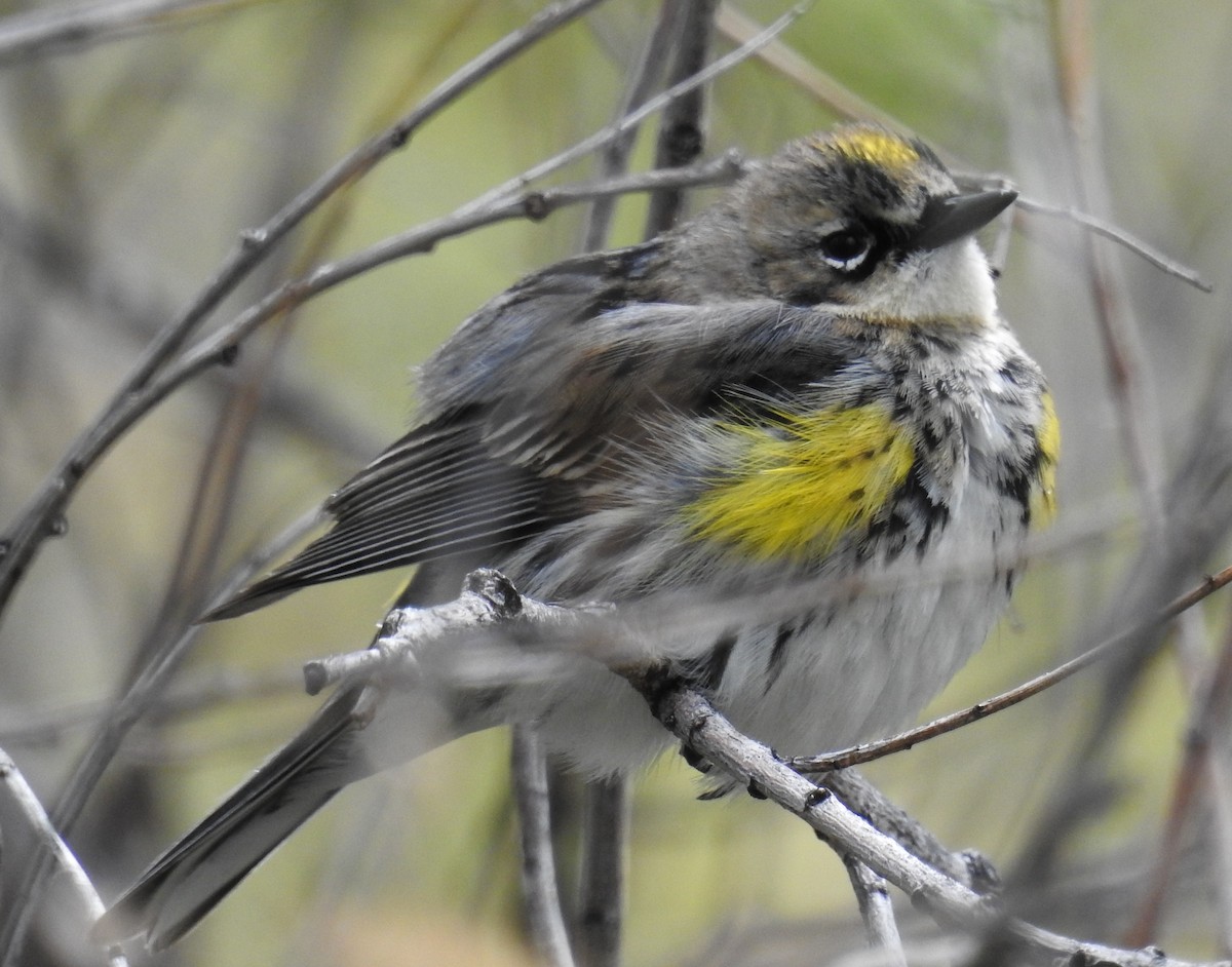 Yellow-rumped Warbler (Myrtle) - Brian Nicholas