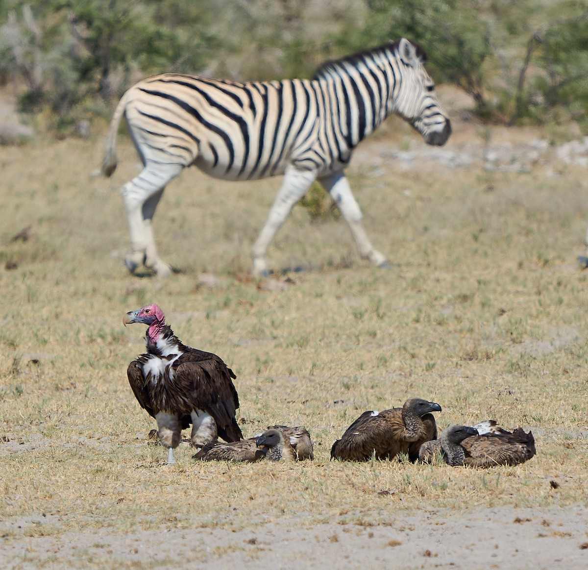 Lappet-faced Vulture - ML616803388