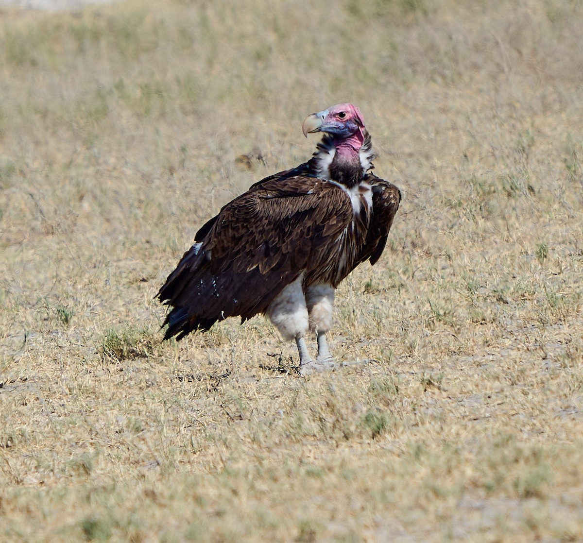 Lappet-faced Vulture - ML616803389